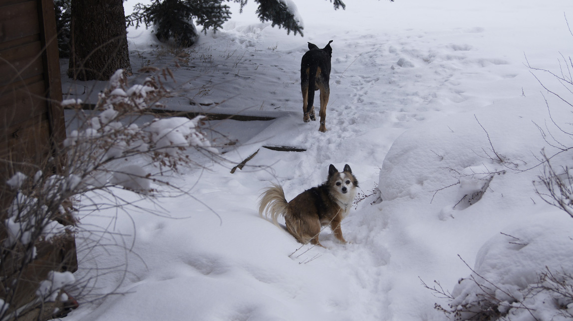 dogs in the snow