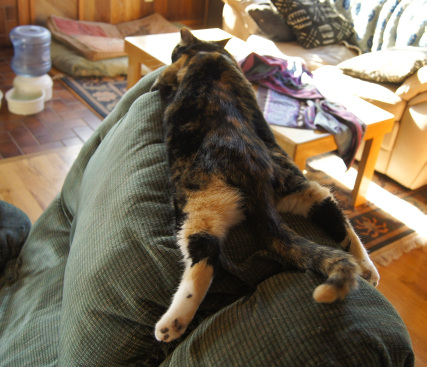 cat yoga cat yoga
