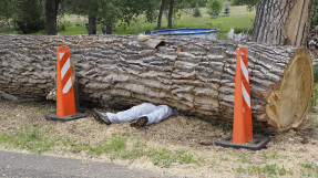 man and tree