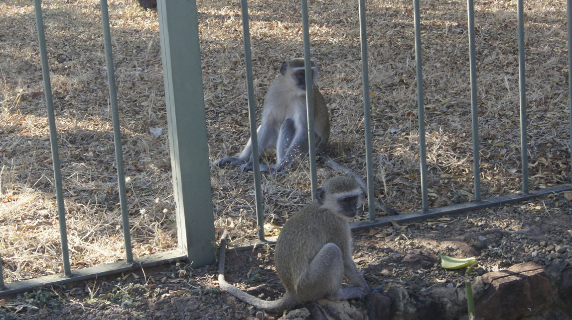 vervet monkeys