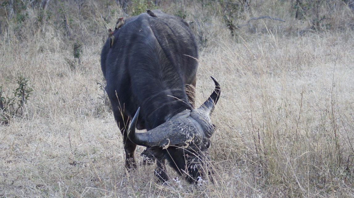 cape buffalo