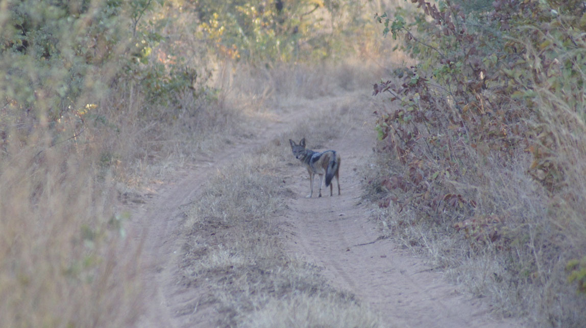 black jackal