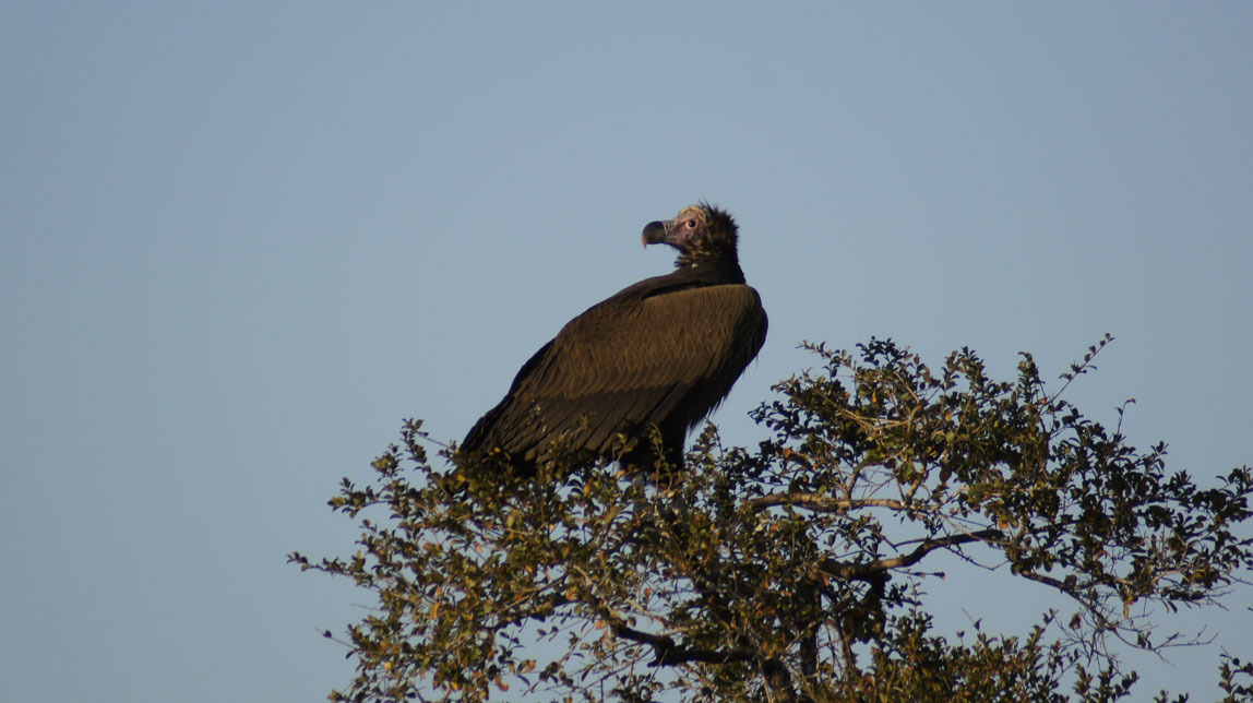 brown snake eagle