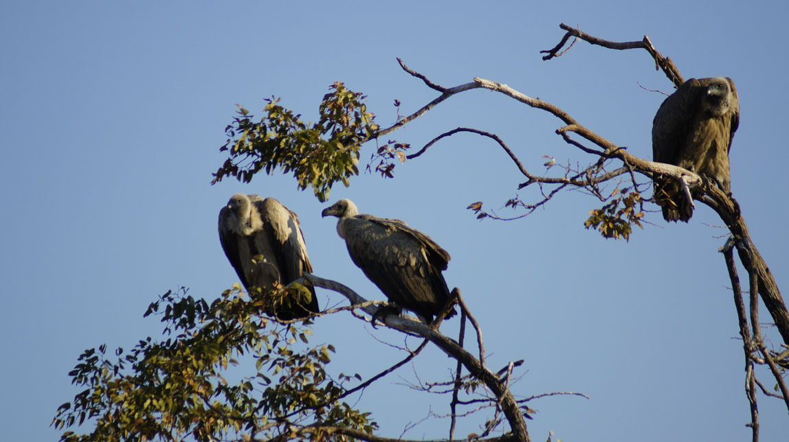 vultures