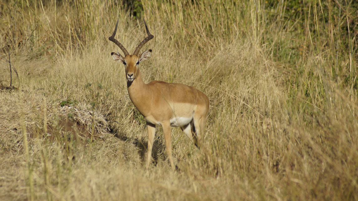 impala