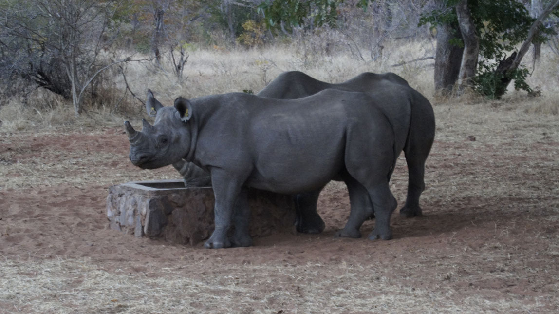 black rhinos