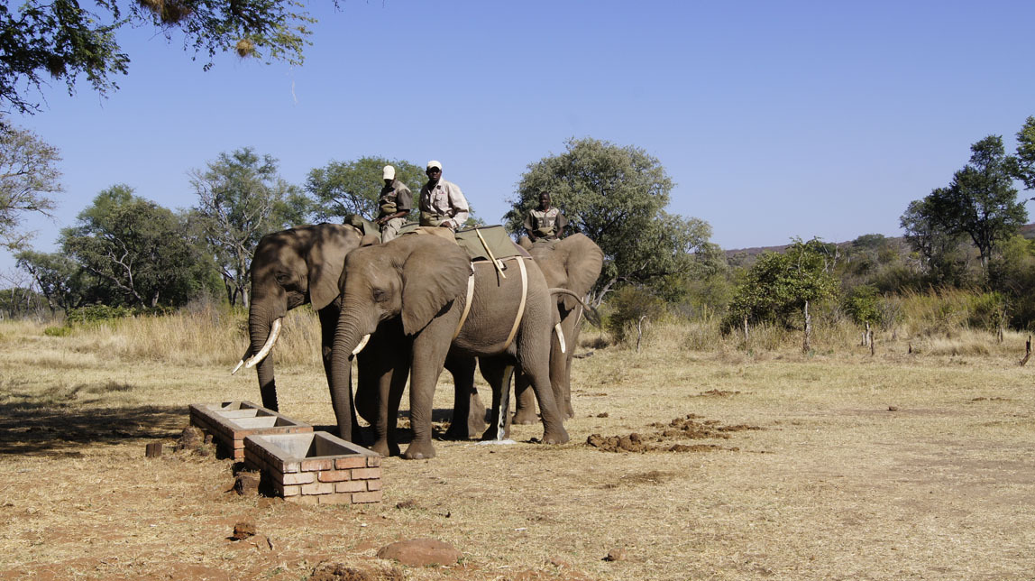 elephant ride