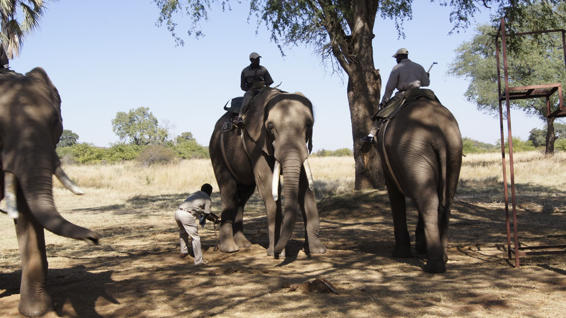 elephant ride