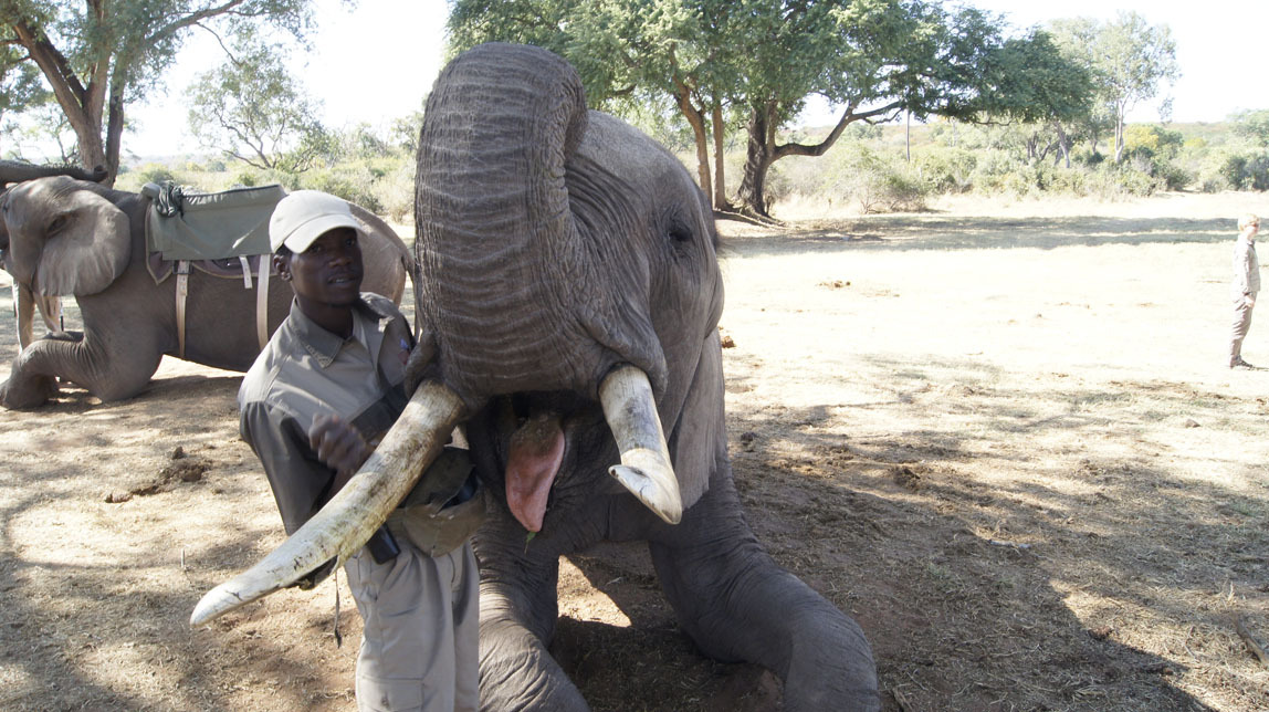 elephant ride