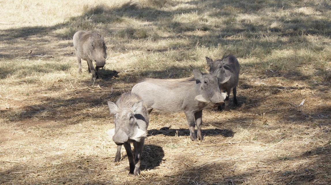 warthogs