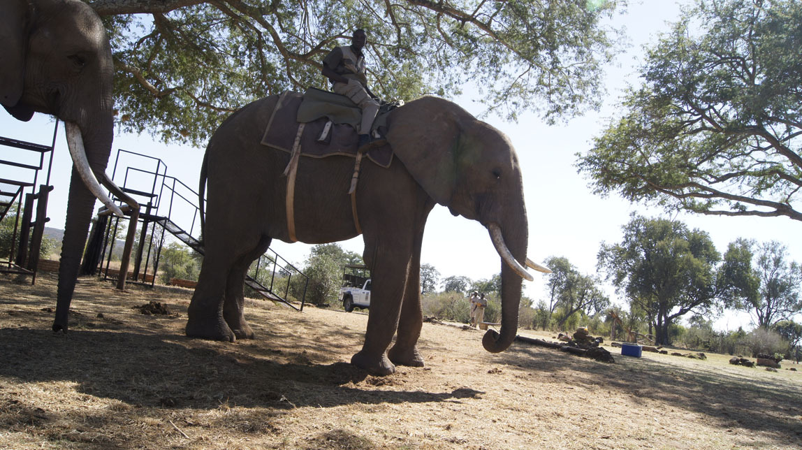 elephant ride