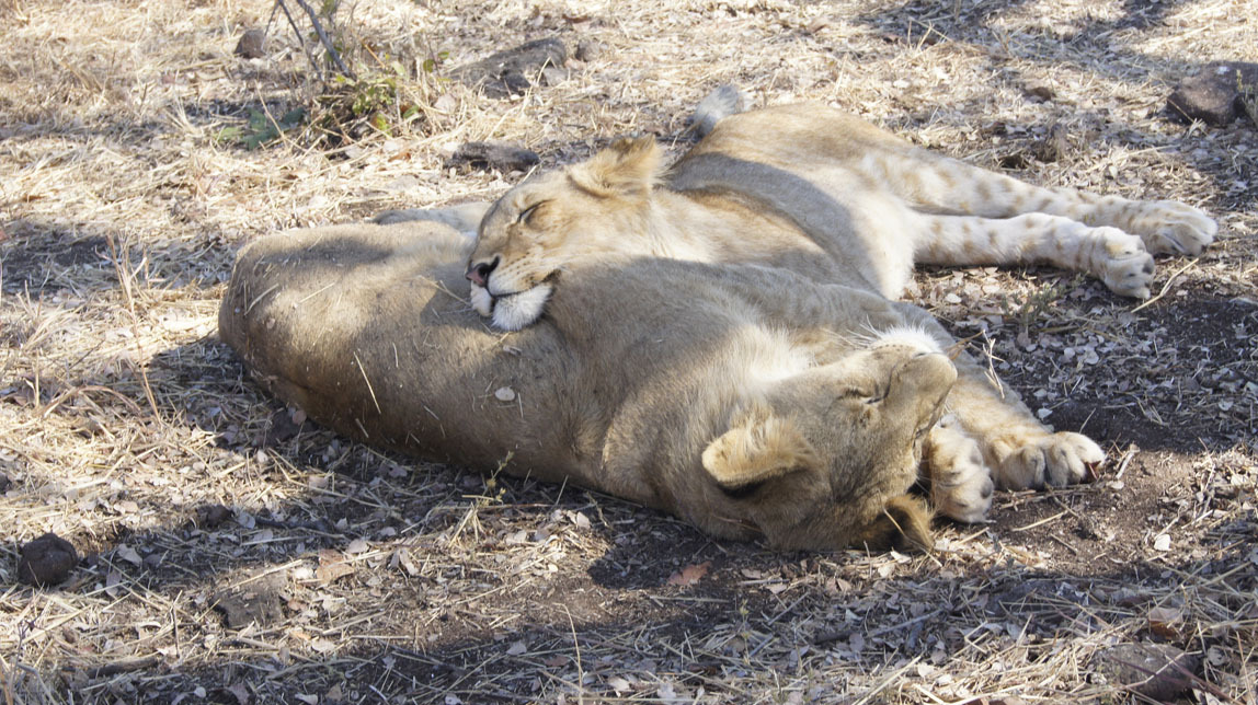 lions