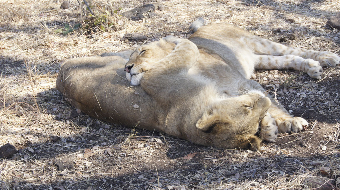 lions