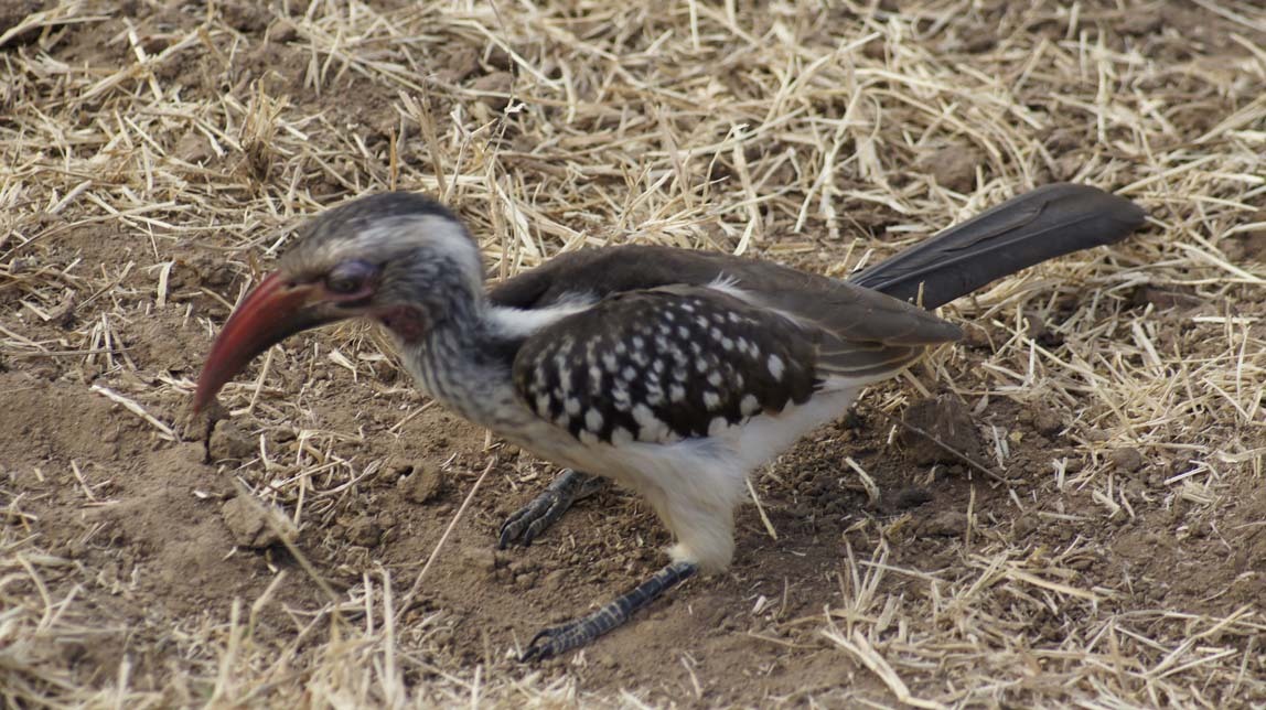 red billed hornbill