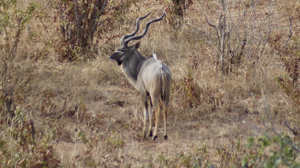 kudu