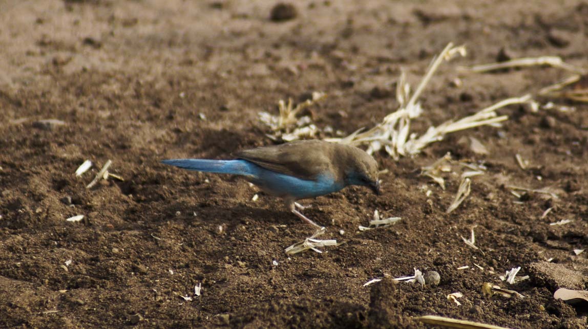 blue waxbill