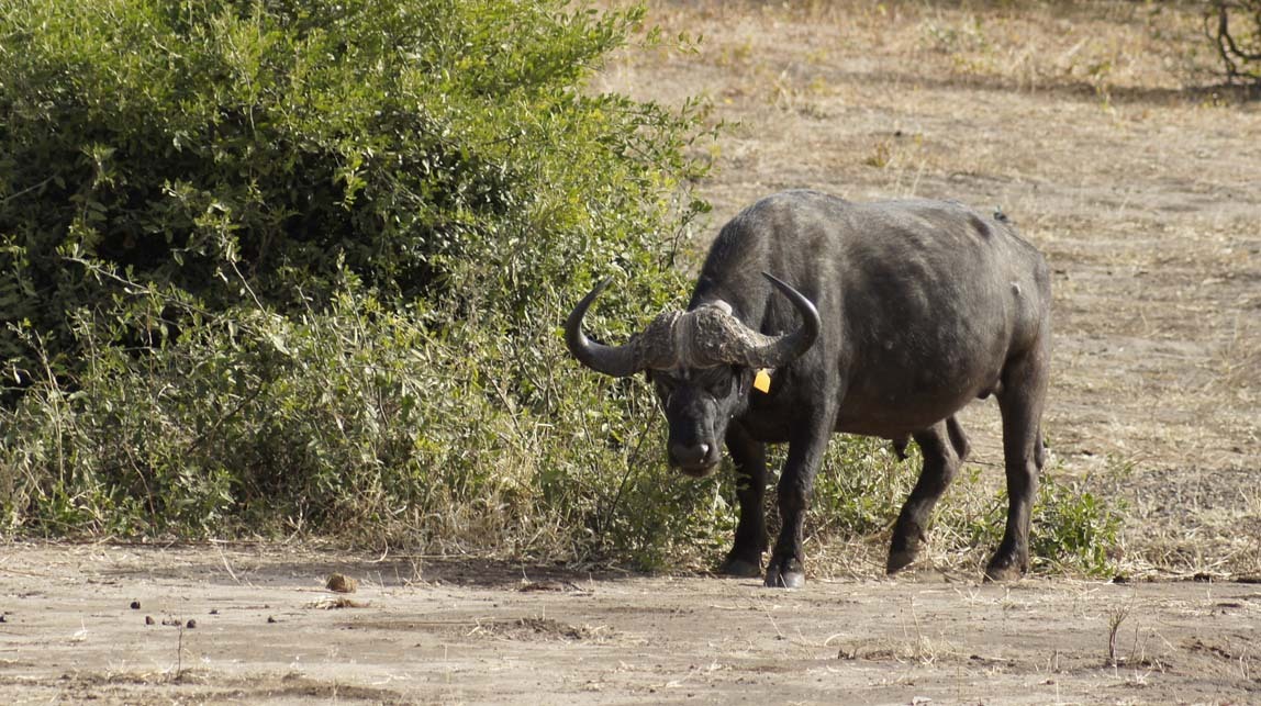 cape buffalo