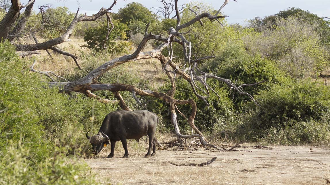 cape buffalo