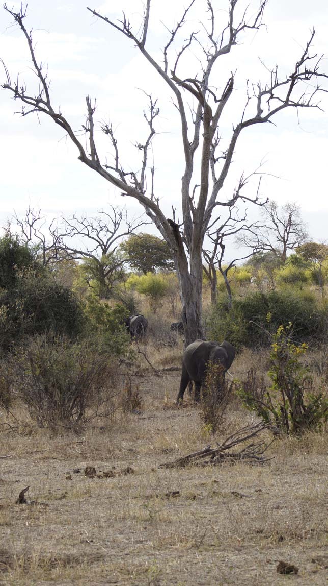 elephants