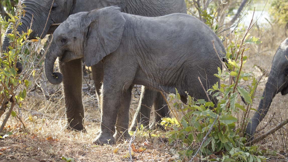 baby elephant