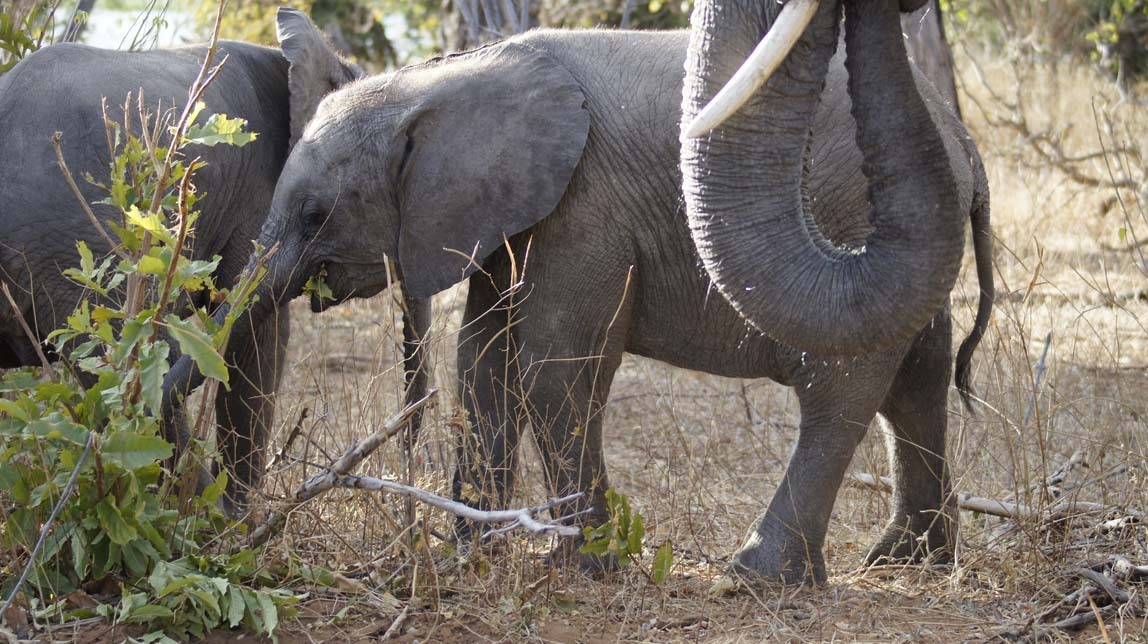 baby elephant