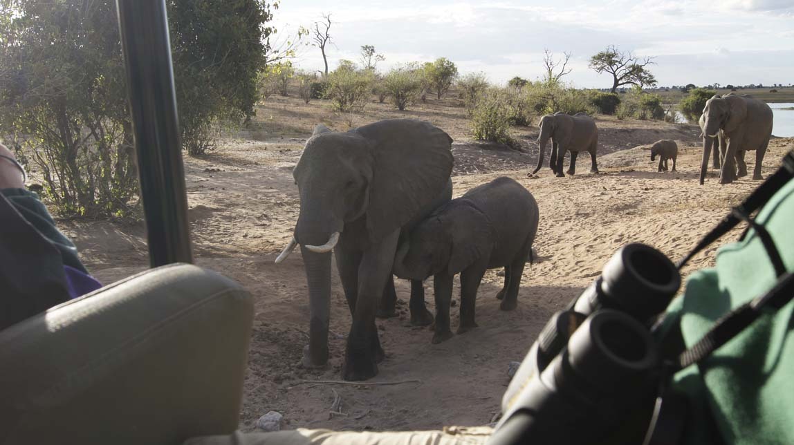 elephants