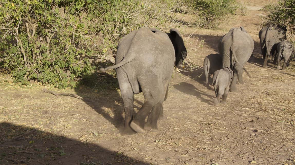 elephants