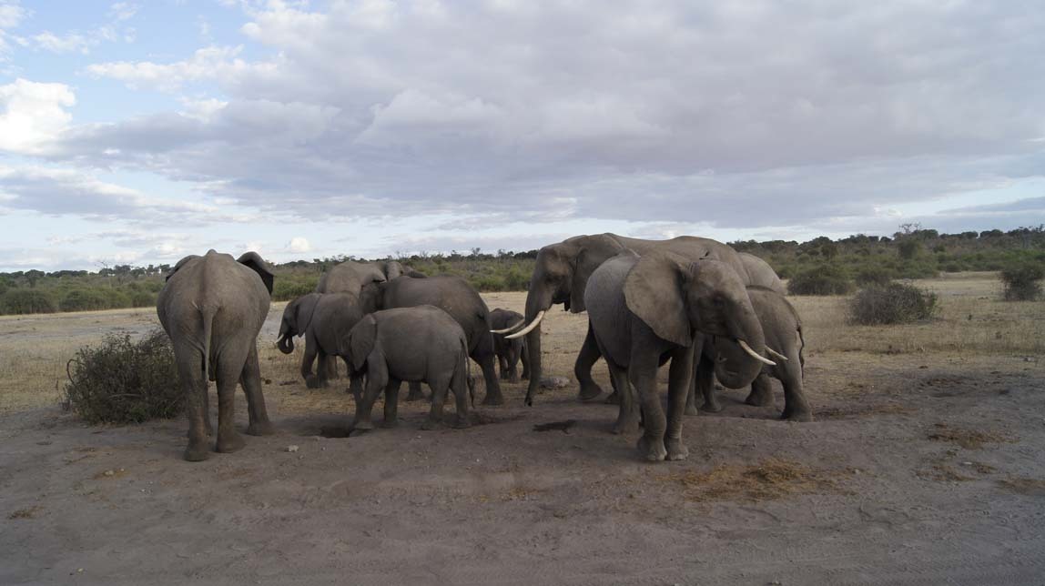 elephants