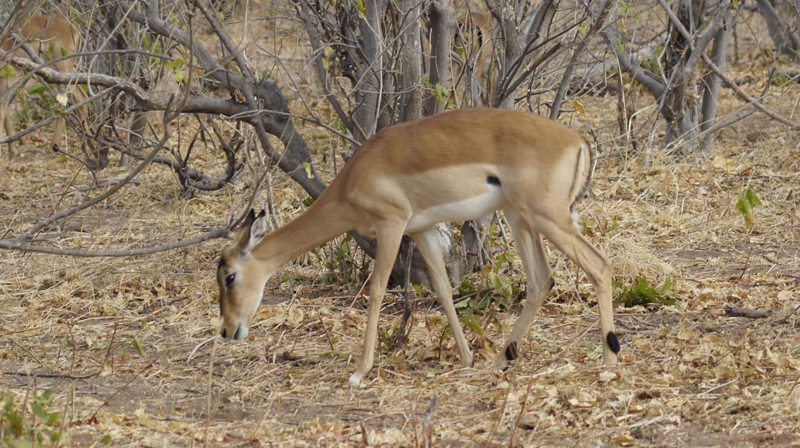 impala female