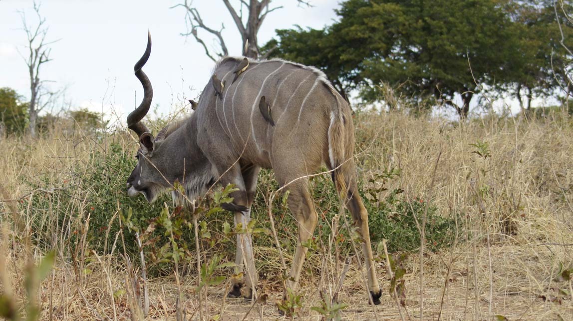 kudu with birds