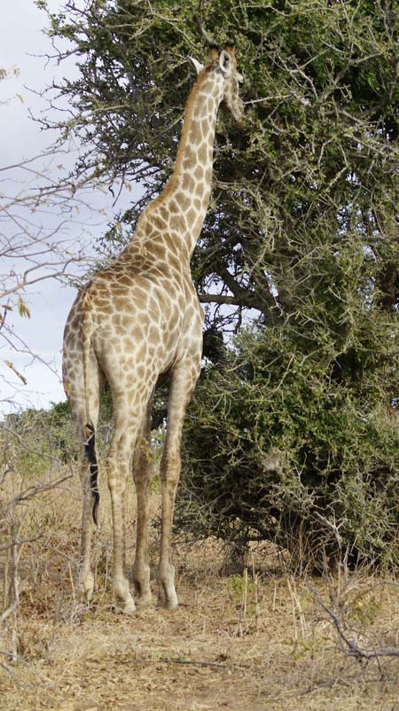 giraffe