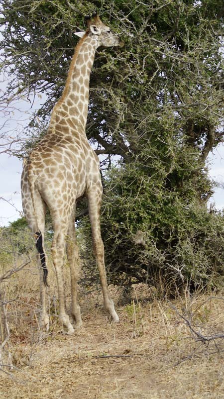 giraffe