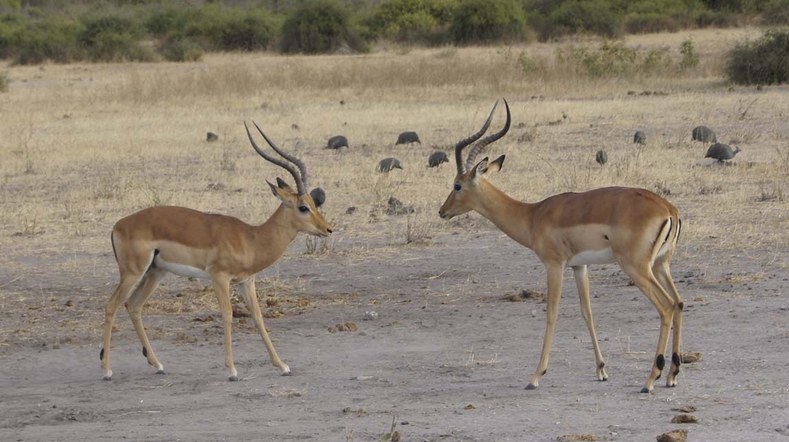 male impalas