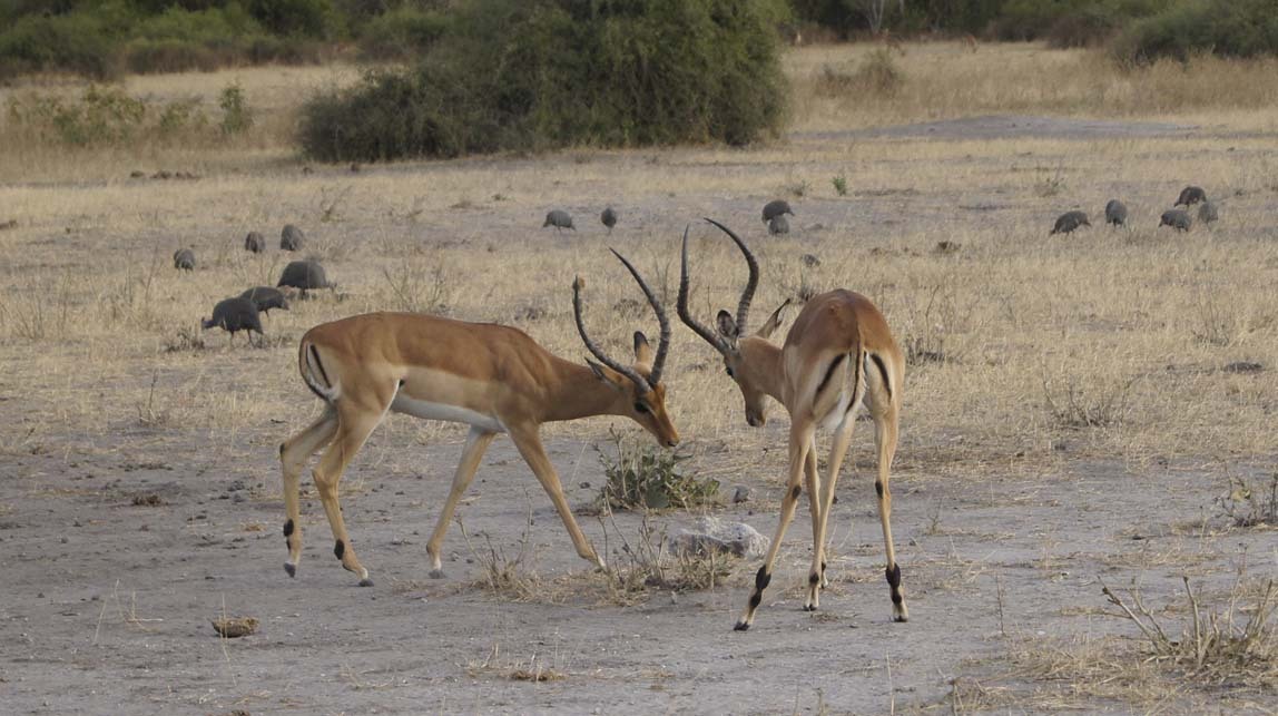 impalas sparring