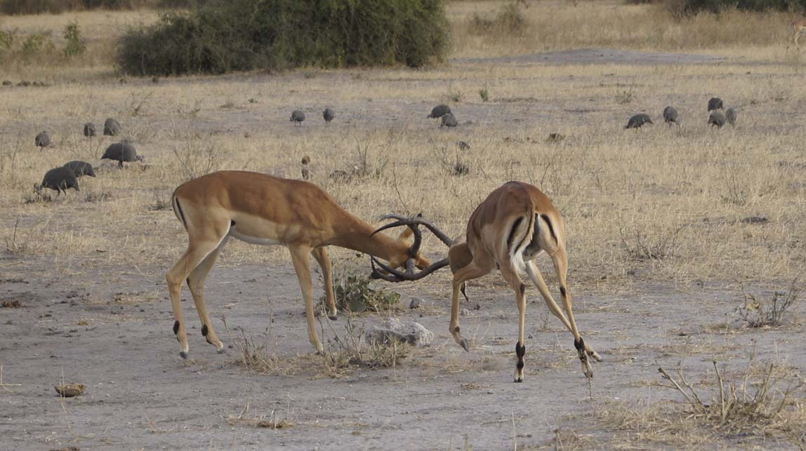 impalas sparring