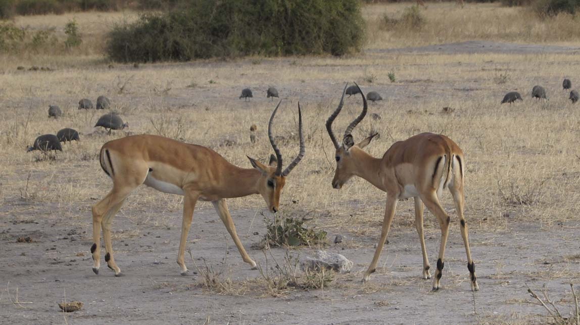 impalas sparring