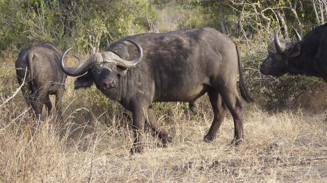 cape buffalo