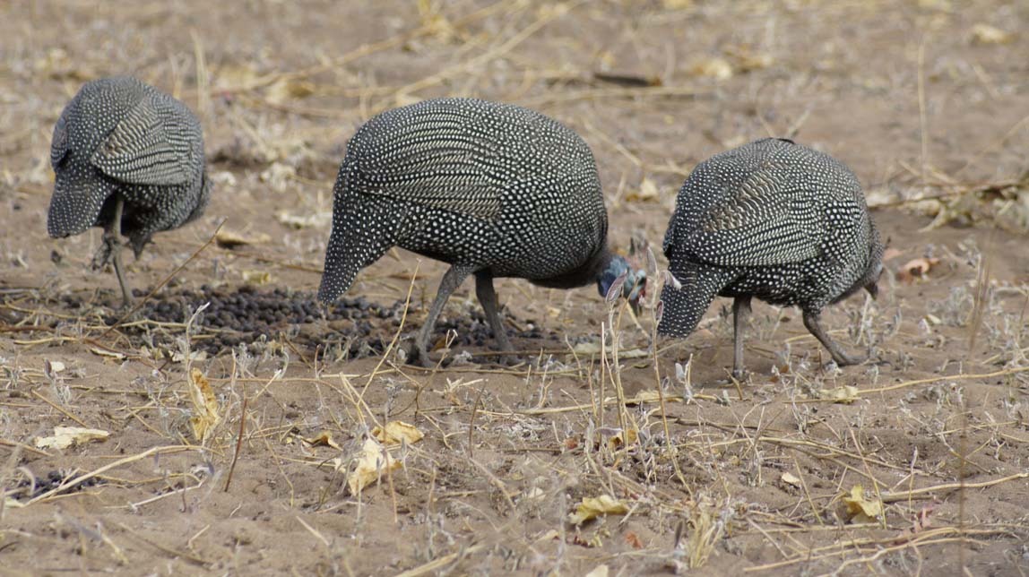 guinea hens