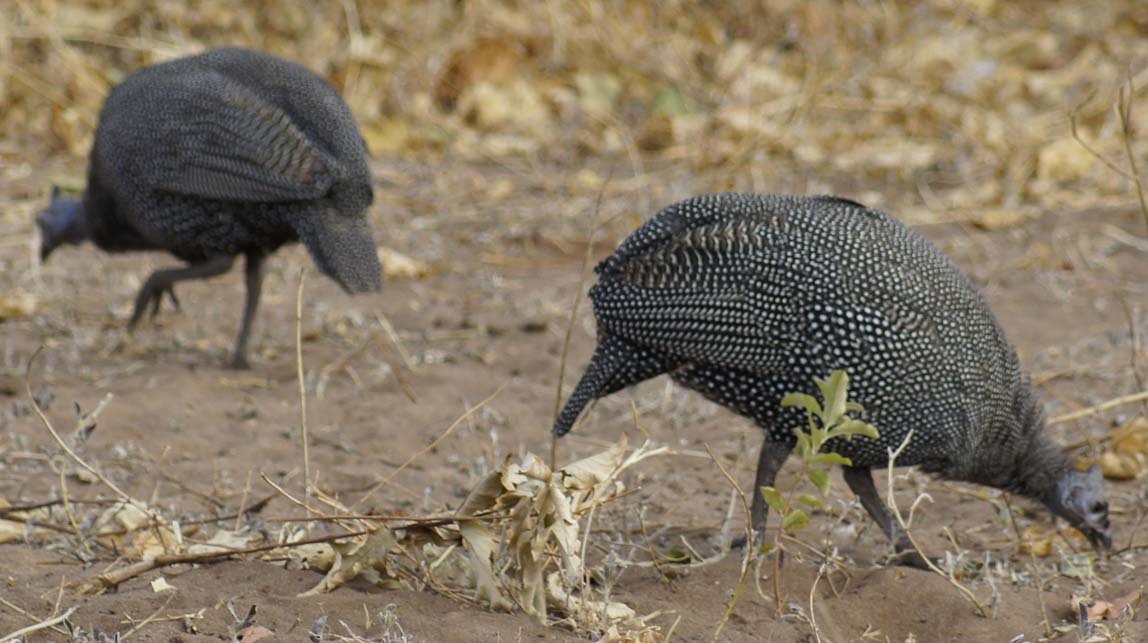 guinea hens