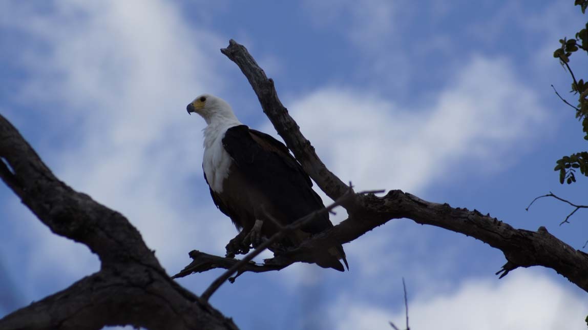 fish eagle