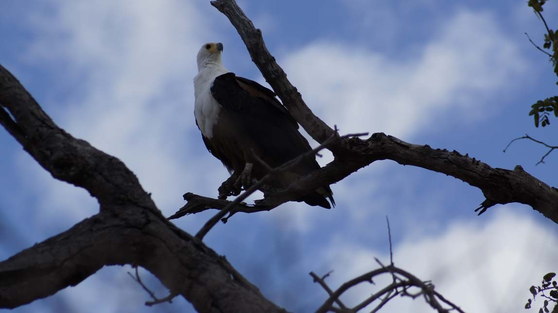 fish eagle