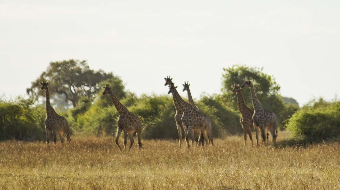 giraffes by lions