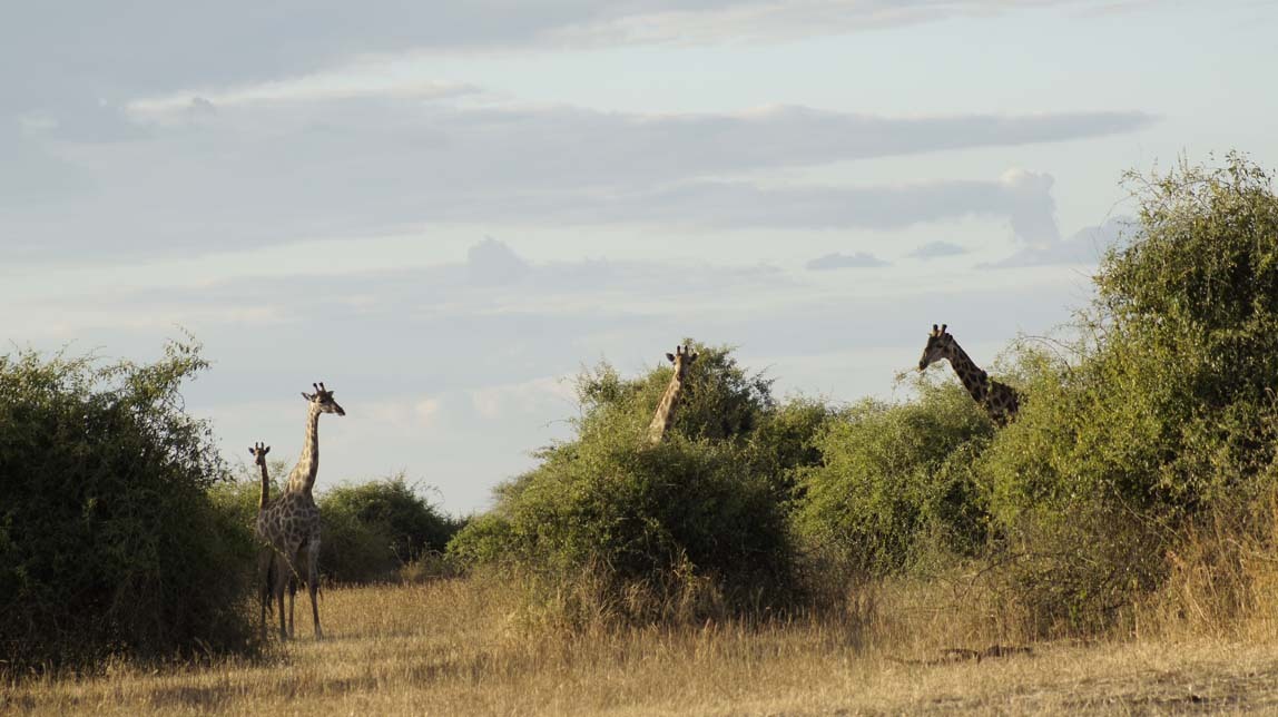 giraffes by lions