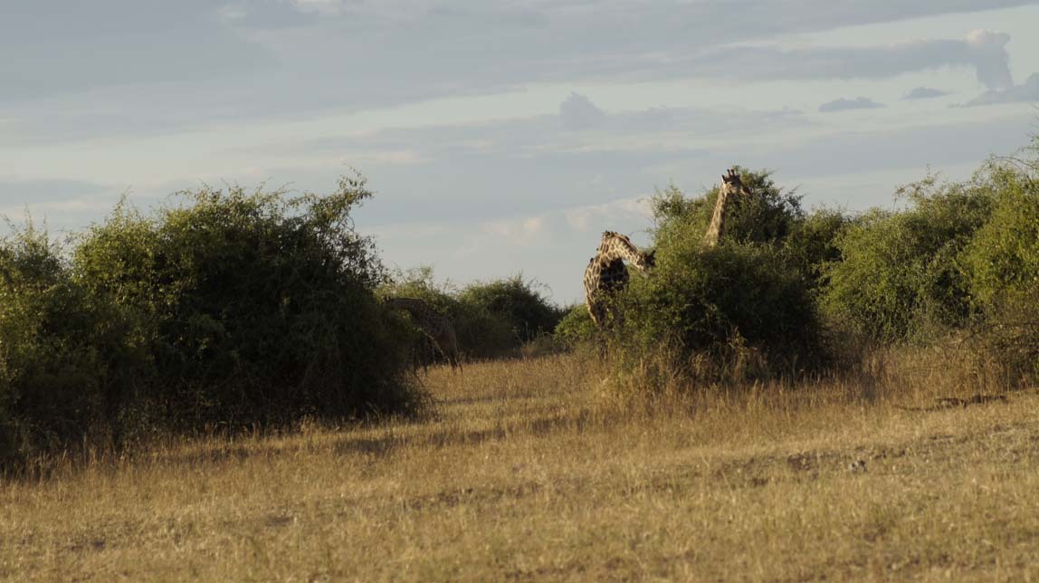 giraffes by lions