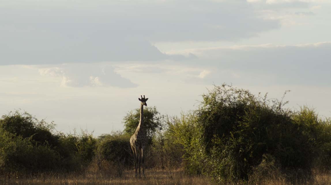 giraffes by lions