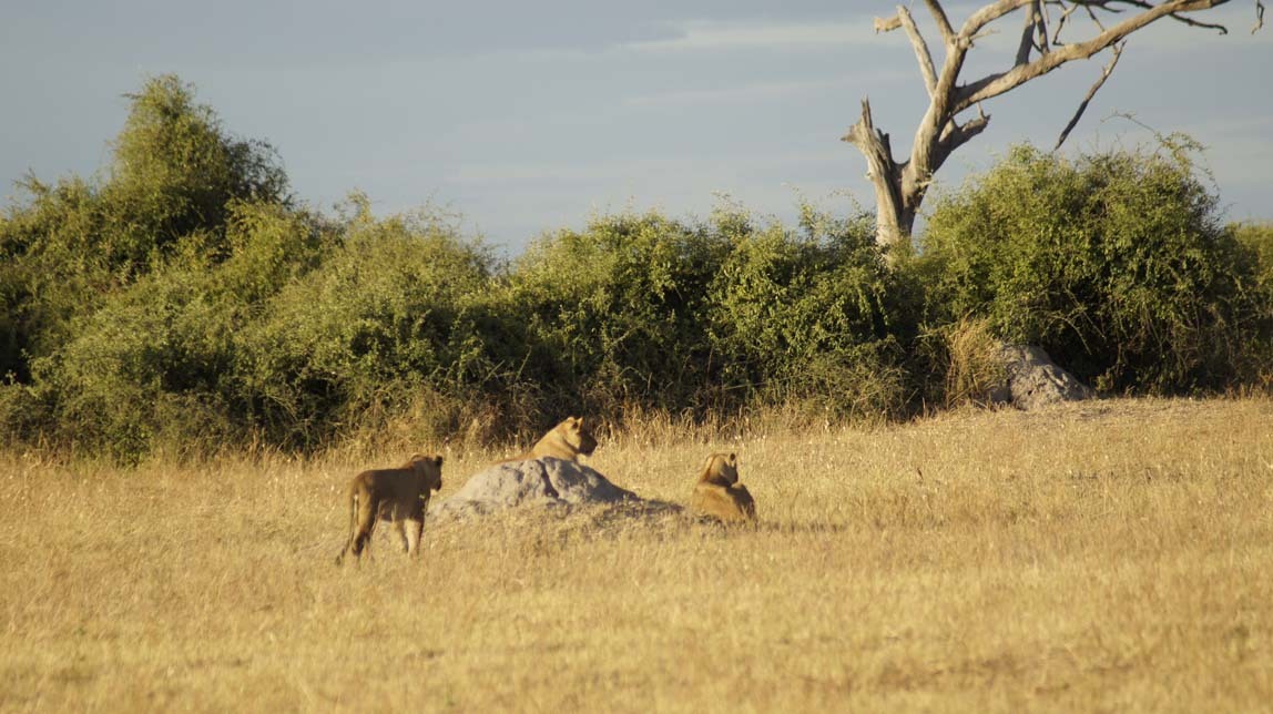 lions