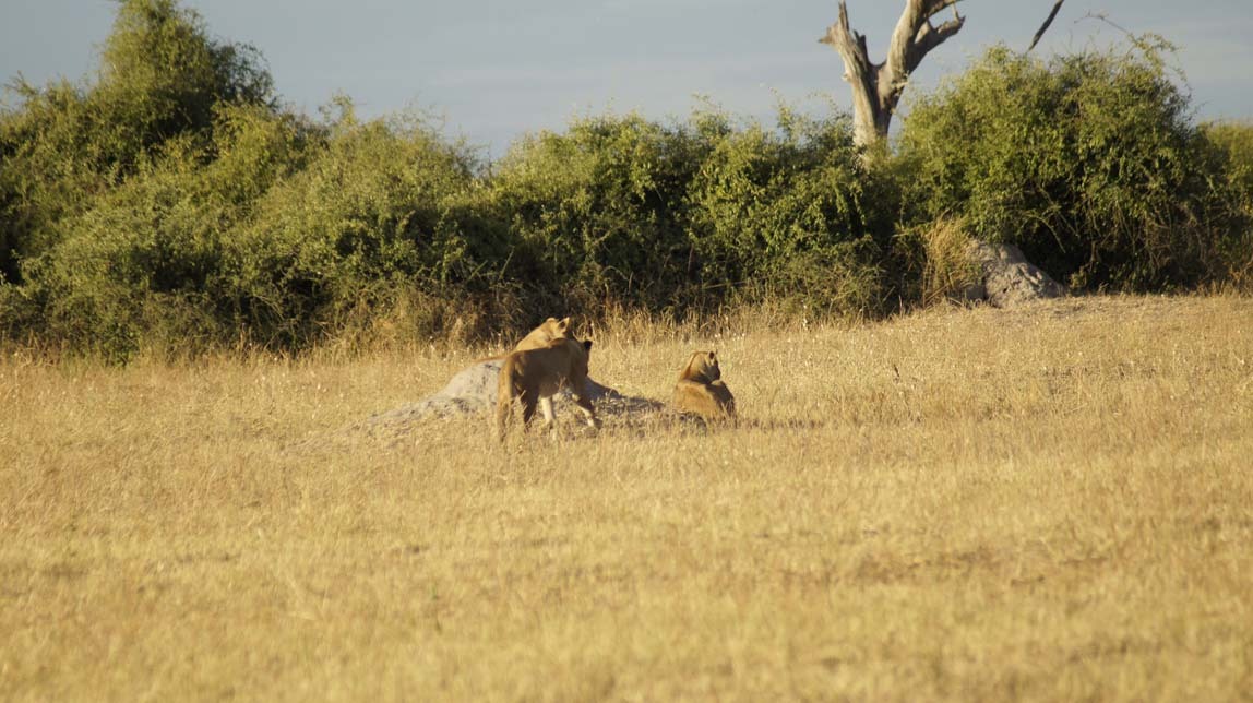 lions