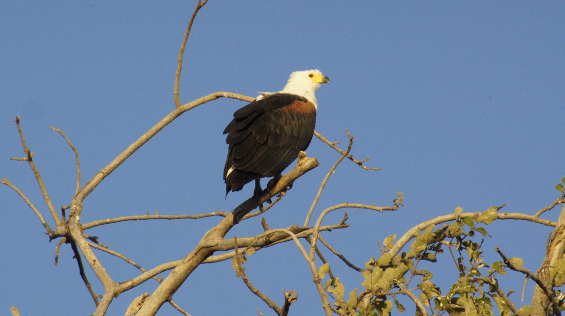 fish eagle