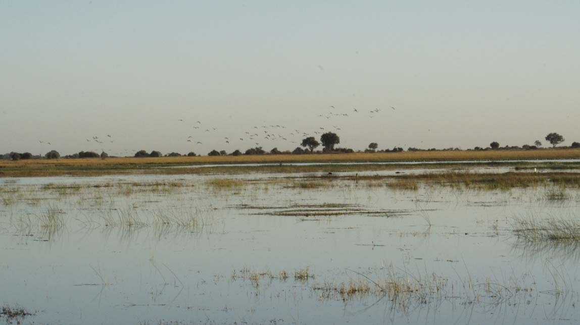 birds over water