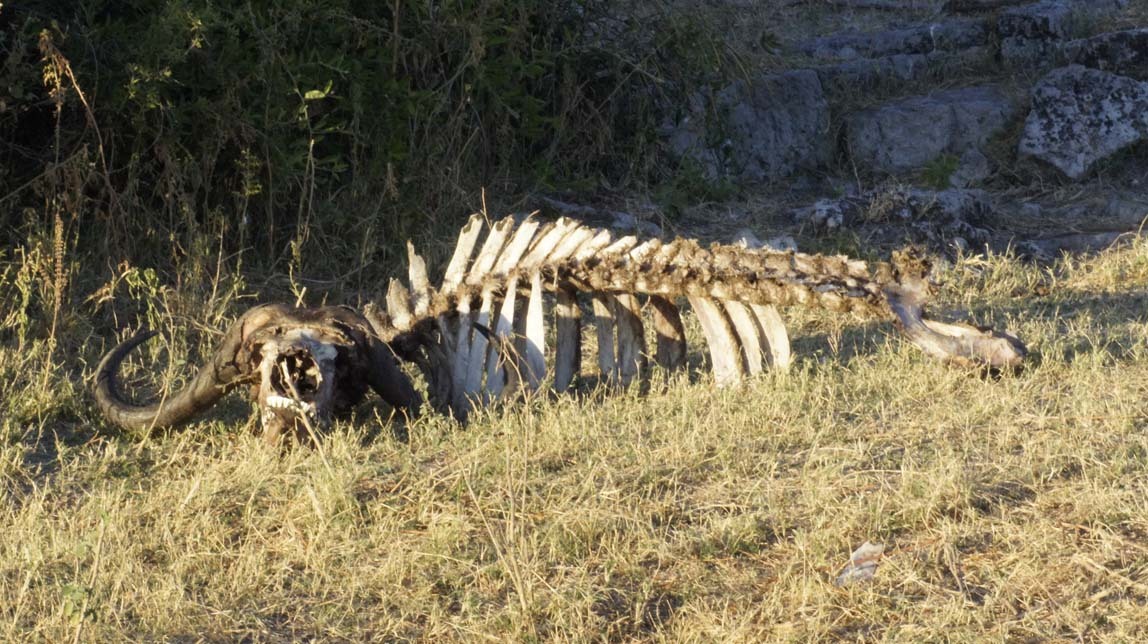 cape buffalo carcass